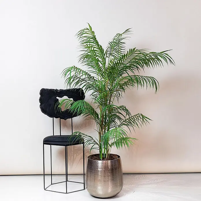 Florora Kunstpflanze Bergpalme - Höhe: 120 cm, Holz - Hohe Areca-Palme in einem Metalltopf neben einem schwarzen Stuhl mit geschnitzter Holzrückenlehne und Metallgestell.