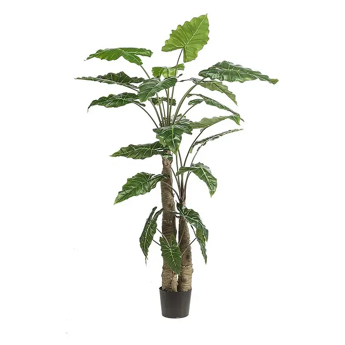 Florora Kunstpflanze Elefantenohr - Höhe: 180 cm, Holz - Künstliche Alocasia-Pflanze mit großen grünen Blättern und dicken braunen Stielen im schwarzen Topf.