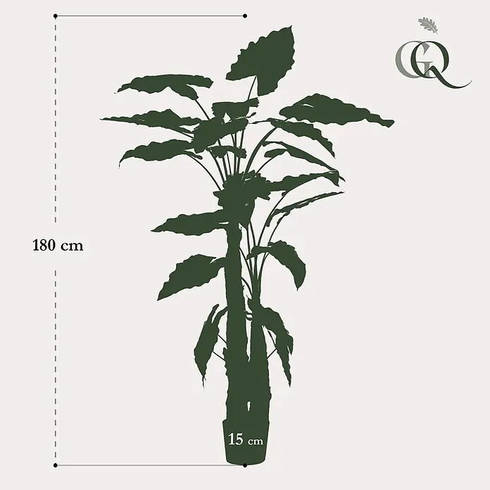 Florora Kunstpflanze Elefantenohr - Höhe: 180 cm, Holz - Dunkelgrüne Silhouette einer hohen Topfpflanze, gekennzeichnet mit 180 cm Höhe und 15 cm Topfbreite.
