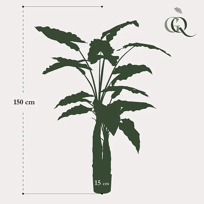 Florora Kunstpflanze Elefantenohr - Höhe: 150 cm, Holz - Dunkelgrüne Pflanzensilhouette, 150 cm hoch, 15 cm breit an der Basis.