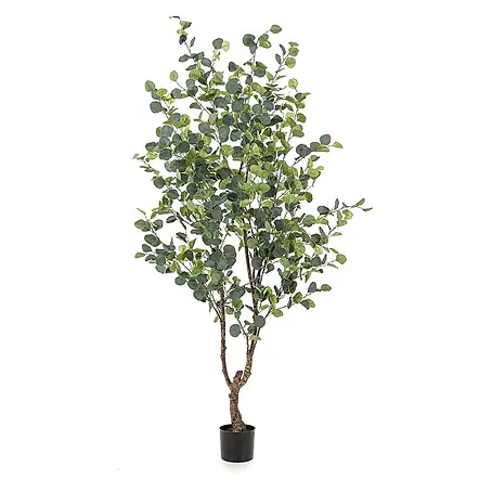 Florora  Kunstpflanze Blauer Gummibaum