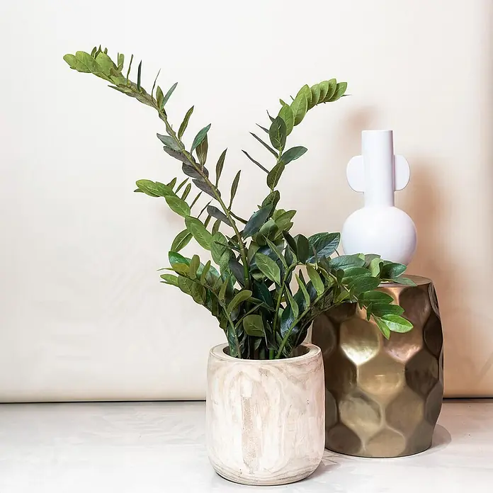 Florora Kunstpflanze Glücksfeder - Höhe: 110 cm, Holz - Grüne Pflanze in hellem Holztopf, neben einem goldenen sechseckigen Beistelltisch mit weißer moderner Vase.