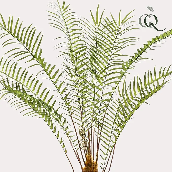 Florora Kunstpflanze Baumfarn - Höhe: 125 cm, Holz - Ein künstlicher grüner Farn mit langen, segmentierten Wedeln, rotbraunen Stielen und eingerolltem Neuaustrieb.