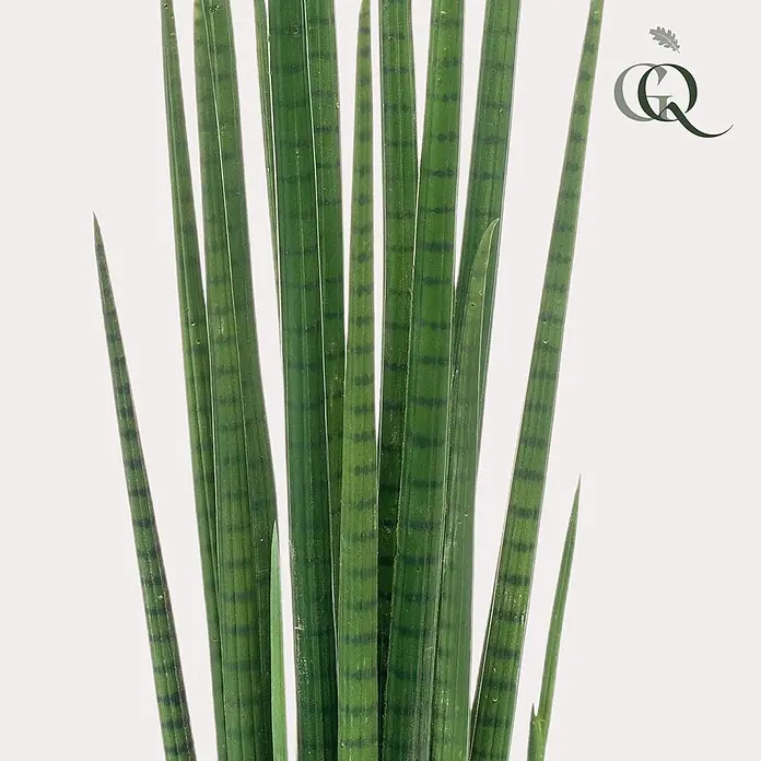 Florora Kunstpflanze Frauenzunge - Höhe: 70 cm, Holz - Nahaufnahme einer Sansevieria cylindrica Pflanze mit hohen, zylindrischen grünen Blättern und feinen dunklen Querstreifen.