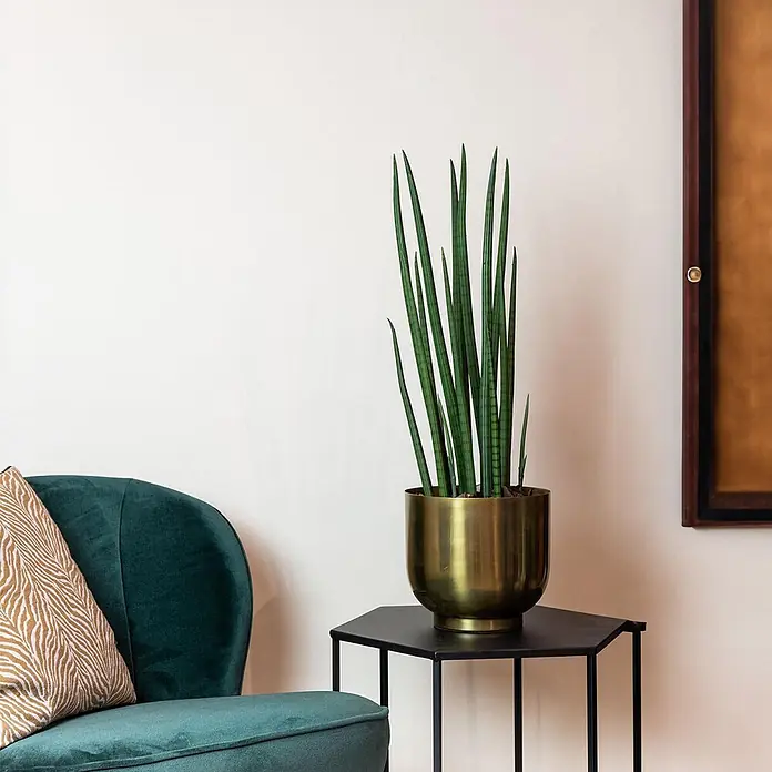 Florora Kunstpflanze Frauenzunge - Höhe: 70 cm, Holz - Hohe Sansevieria Cylindrica Pflanze in rundem Messingtopf auf schwarzem Beistelltisch neben grünem Stuhl.
