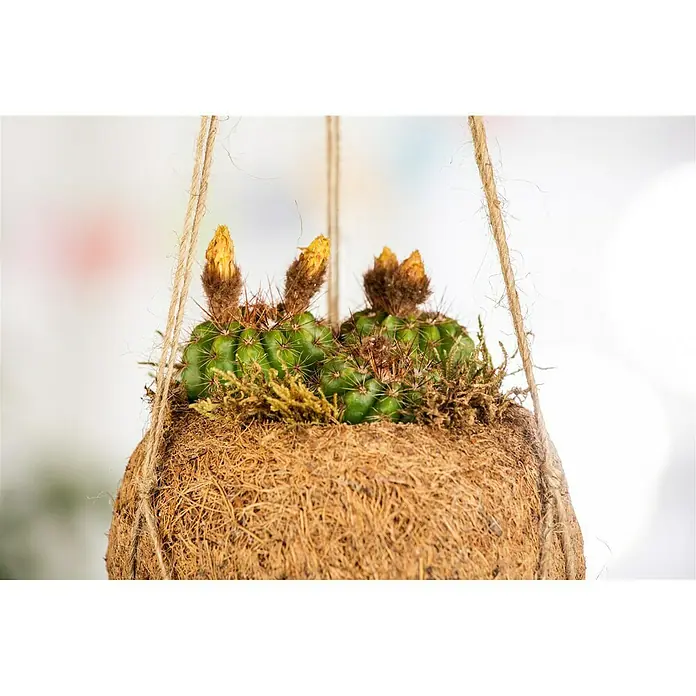 Piardino Kaktus Kokodama - Cactus, Topfgröße: 10 cm - Hängekaktus mit gelben Blüten in einem runden, braunen Kokosfasertopf mit Seilaufhängung. Dekorative Zimmerpflanze für Zuhause.