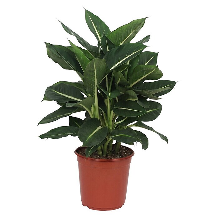 Piardino Dieffenbachie (Dieffenbachia maculata, Topfgröße: 24 cm) | BAUHAUS