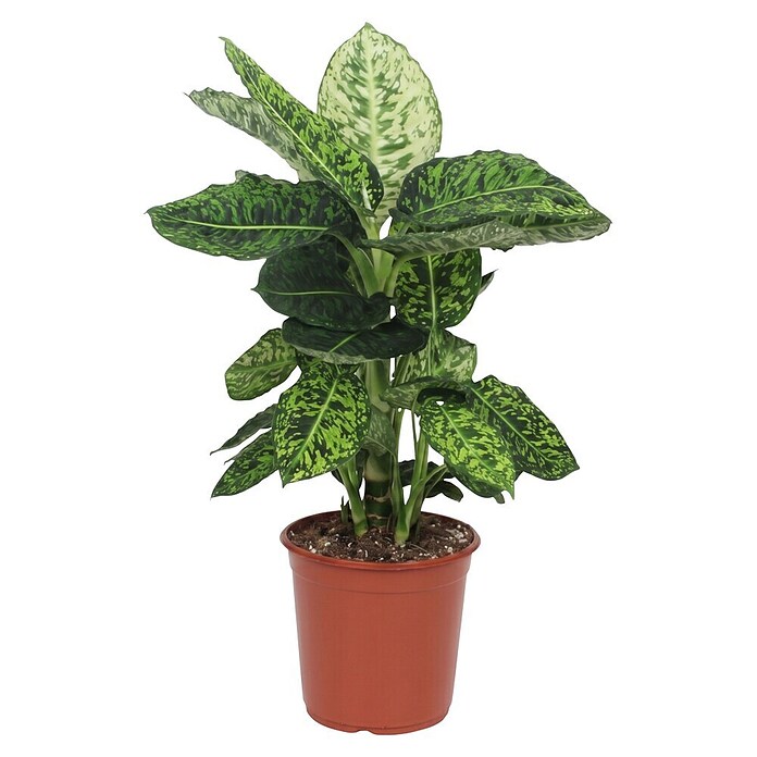 Piardino Dieffenbachie (Dieffenbachia maculata, Topfgröße: 24 cm) | BAUHAUS