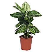 Piardino Dieffenbachie (Dieffenbachia maculata, Topfgröße: 24 cm) | BAUHAUS