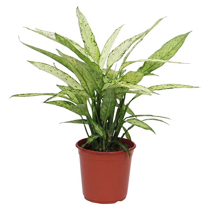 Piardino Dieffenbachie (Dieffenbachia maculata, Topfgröße: 24 cm) | BAUHAUS