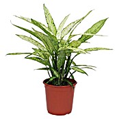 Piardino Dieffenbachie (Dieffenbachia maculata, Topfgröße: 24 cm) | BAUHAUS