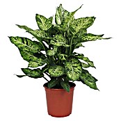 Piardino Dieffenbachie (Dieffenbachia maculata, Topfgröße: 24 cm) | BAUHAUS