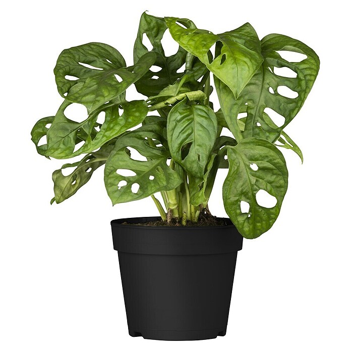 Piardino Fensterblatt (Monstera adansonii, Topfgröße: 11 cm) | BAUHAUS
