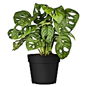 Piardino Fensterblatt (Monstera adansonii, Topfgröße: 11 cm) | BAUHAUS