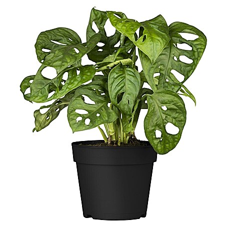 Piardino Fensterblatt (Monstera adansonii, Topfgröße: 11 cm)
