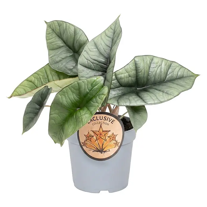 Piardino Pfeilblatt - Alocasia platinum 11 - Topfpflanze mit großen, graugrünen, strukturierten Blättern in grauem Topf mit "Exclusive Collection" Etikett.