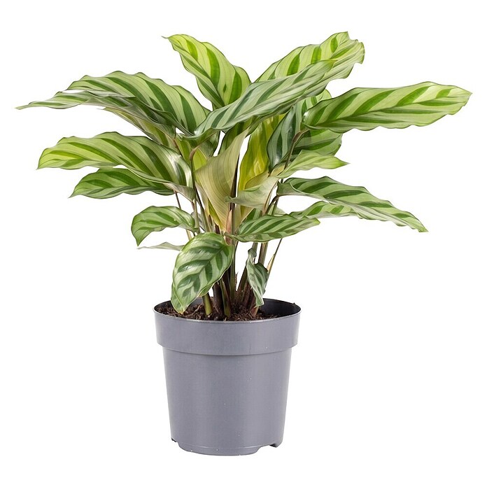 Piardino Calathea (Calathea Hybriden 11 Freddy) | BAUHAUS