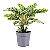 Piardino Calathea (Calathea Hybriden 11 Freddy) | BAUHAUS