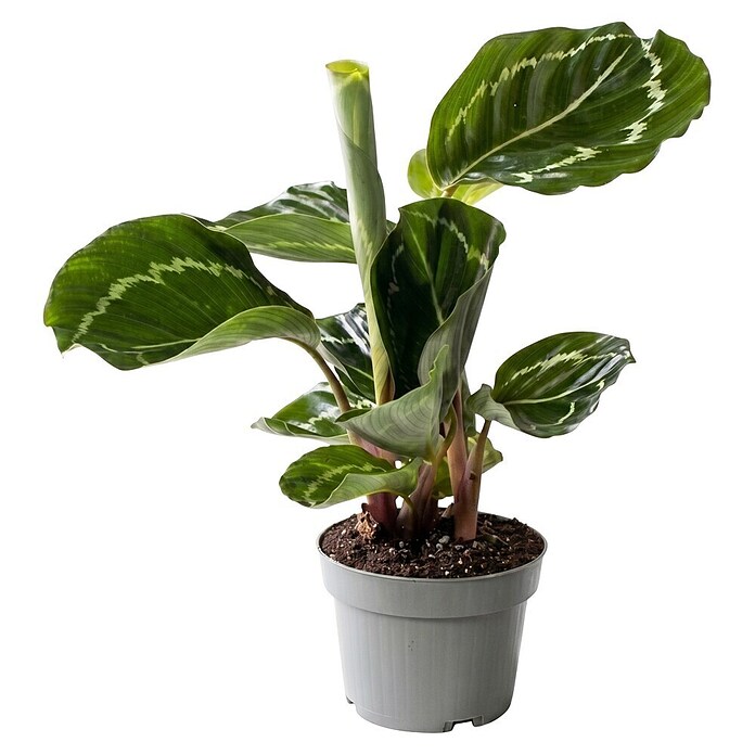 Piardino Calathea (Calathea Hybriden 11 Green) | BAUHAUS