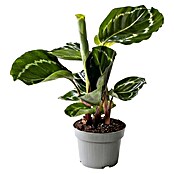 Piardino Calathea (Calathea Hybriden 11 Green) | BAUHAUS