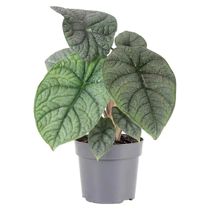 Piardino Elefantenohr - Alocasia scalprum 11 - Alocasia-Pflanze mit dunkelgrünen, texturierten Blättern im grauen Topf.