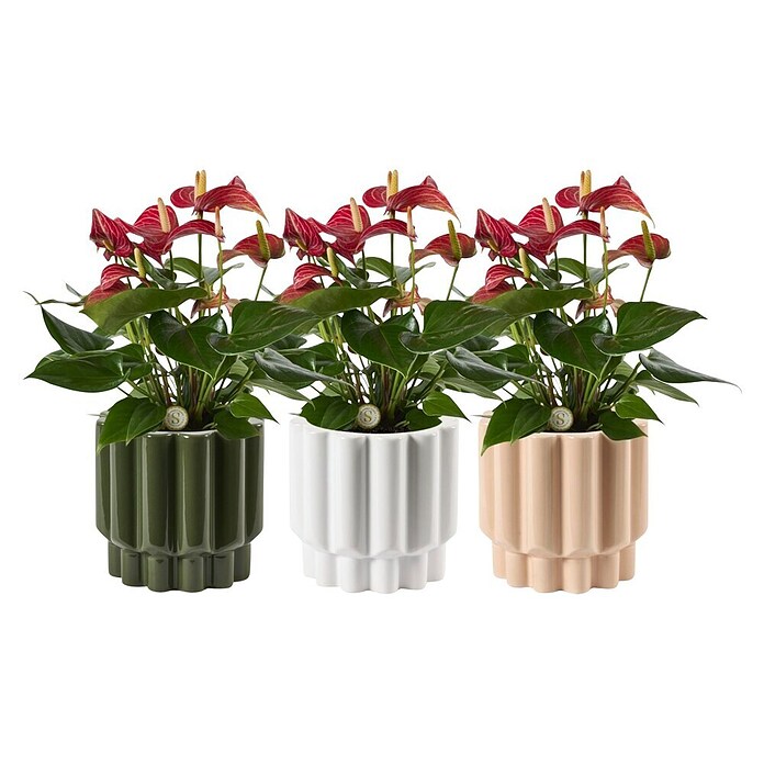Piardino Flamingoblume (Anthurium andreanum 11, in Keramik Monza) | BAUHAUS