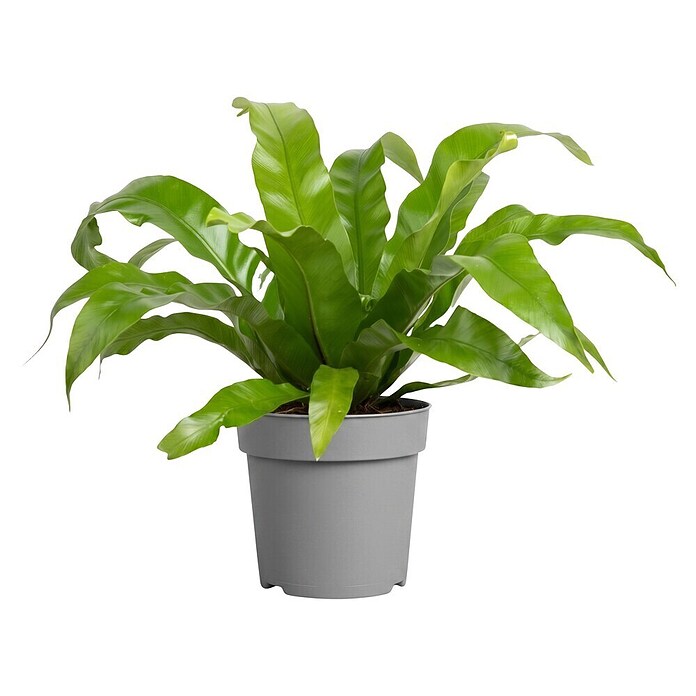 Piardino Nestfarn (Asplenium antiquum 11) | BAUHAUS