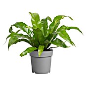 Piardino Nestfarn (Asplenium antiquum 11) | BAUHAUS