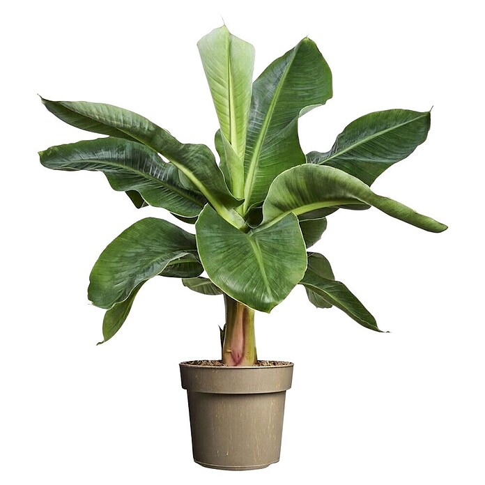Piardino Bananenstaude (Musa Dwarf Cavendish) | BAUHAUS
