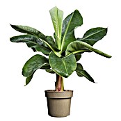 Piardino Bananenstaude (Musa Dwarf Cavendish) | BAUHAUS