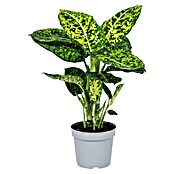 Piardino Dieffenbachie (Dieffenbachia seguine reflector, Topfgröße: 17 cm) | BAUHAUS