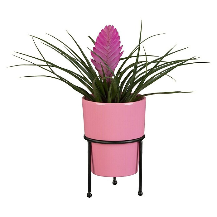 Piardino Bromelie (Bromelia, Topfgröße: 10 cm, Sortenabhängig) | BAUHAUS