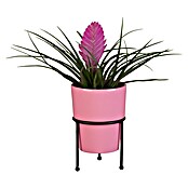 Piardino Bromelie (Bromelia, Topfgröße: 10 cm, Sortenabhängig) | BAUHAUS