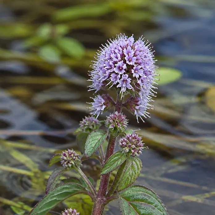 Piardino Wasserminze - Mentha aquatica, Topfgröße: 9 cm - Lila blühende Wasserminze mit grünen Blättern und dunklem Stiel, im Wasser wachsend.