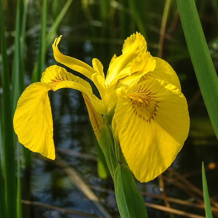 Piardino Schwertlilie - Iris pseudacorus, Topfgröße: 9 cm - Eine leuchtend gelbe Schwertlilie mit braunen Markierungen an einigen Blütenblättern, die am Wasser zwischen grünen Schilf wächst.