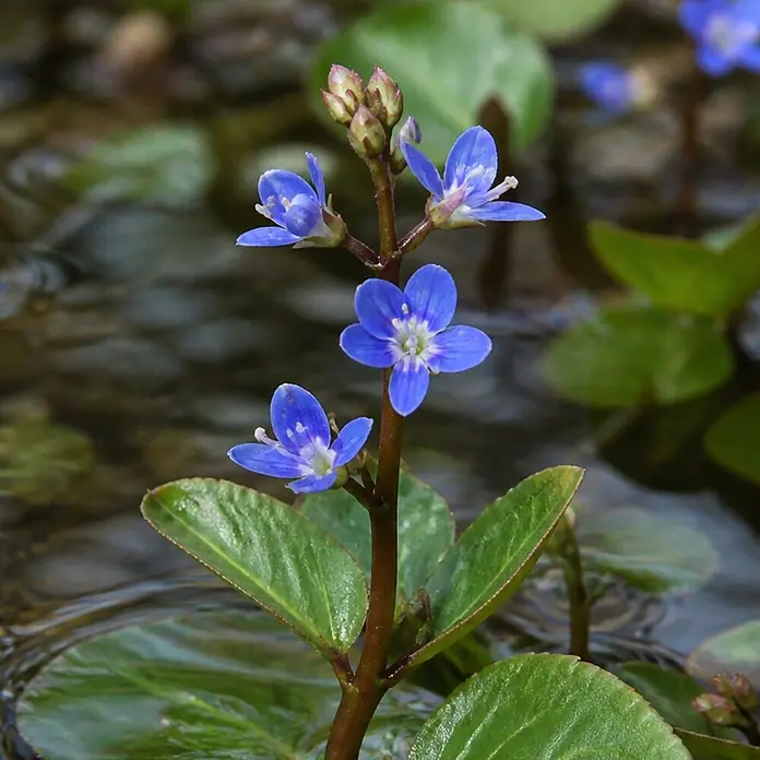 Piardino Bachbuge - Veronica beccabunga, Topfgröße: 9 cm - Blaue Blüten mit grünen Blättern an einem Pflanzenstiel, der aus dem Wasser ragt.