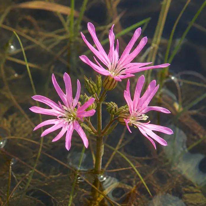 Piardino Kuckucks-Lichtnelke - Lychnis flos-cuculi, Topfgröße: 9 cm - Drei leuchtend rosa gefranste Blüten blühen an einem Stiel in klarem, seichtem Wasser, umgeben von Wasserpflanzen.