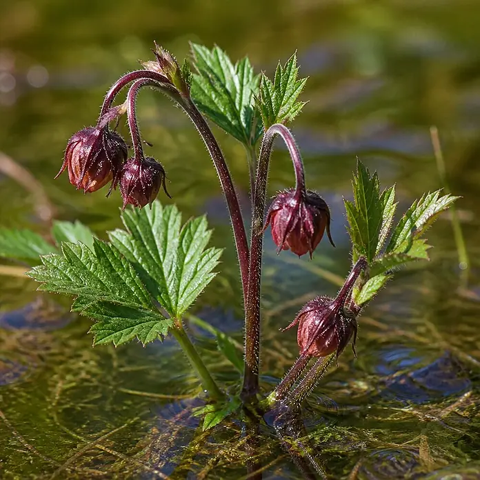 Piardino Nelkenwurz - Geum rivale, Topfgröße: 9 cm, Rotbraun - Dunkelrote, glockenförmige Blüten und grüne Blätter einer Pflanze, die in seichtem, grünlichem Wasser wächst.