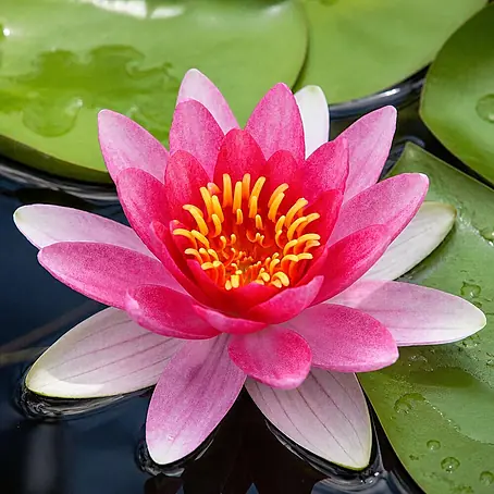 Piardino  Seerose