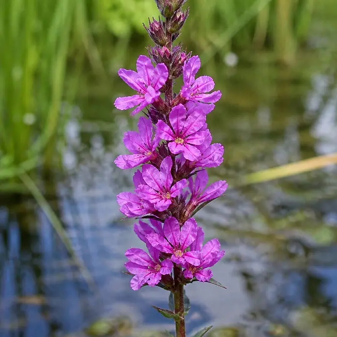 Piardino Blutweiderich - Lythrum salicaria, Topfgröße: 9 cm - Leuchtend violette Blutweiderichblüten an einem Stiel, blühend am Wasser mit grünem Laub.