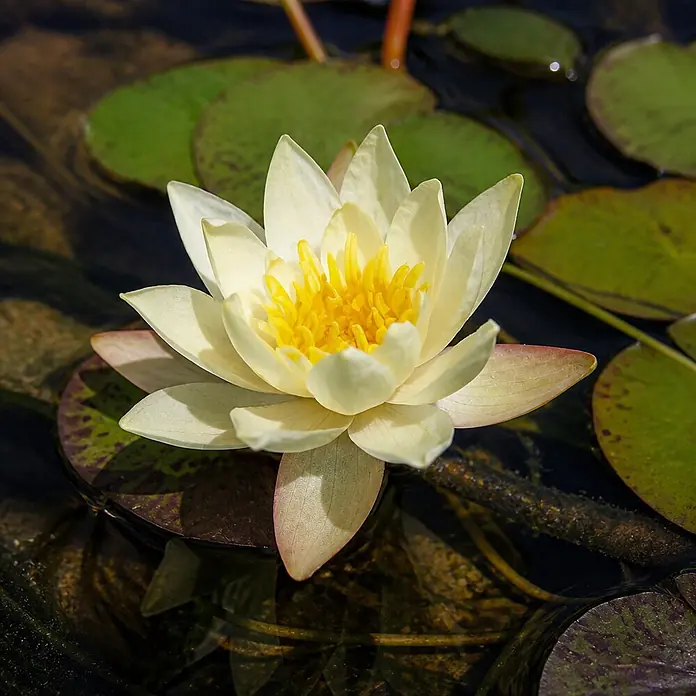 Piardino Zwerg-Seerose - Nymphaea pygmaea Helvola, Topfvolumen: 1 l - Eine hellgelbe Seerose mit leuchtend gelber Mitte, auf dunklem Wasser umgeben von grünen Seerosenblättern schwimmend.