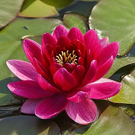 Piardino  Seerose