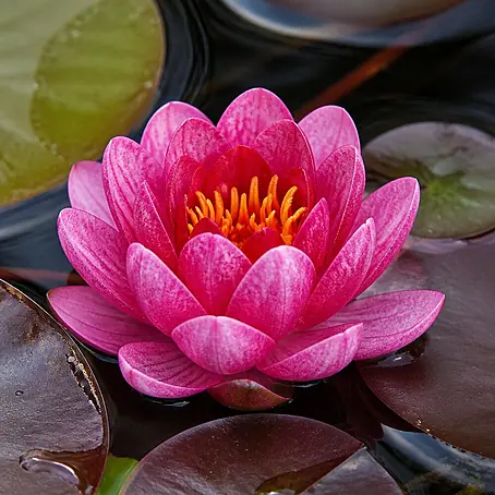 Piardino  Seerose