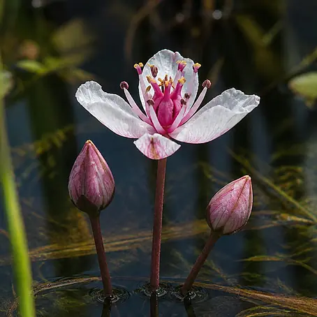 Piardino  Schwanenblume