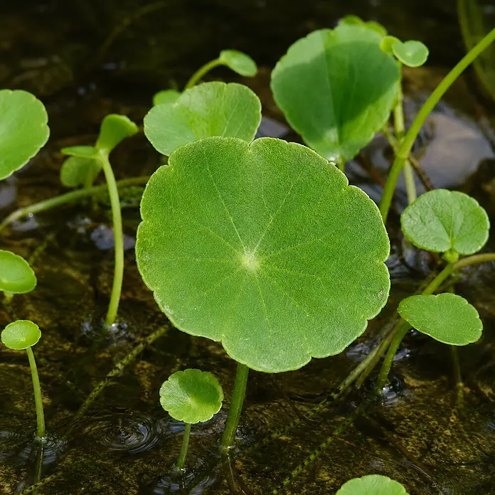 Piardino Wassernabel - Hydrocotyle vulgaris, Topfgröße: 9 cm - Runde, grüne Wasserpflanzen, ähnlich dem Wassernabel, die in flachem Wasser wachsen.