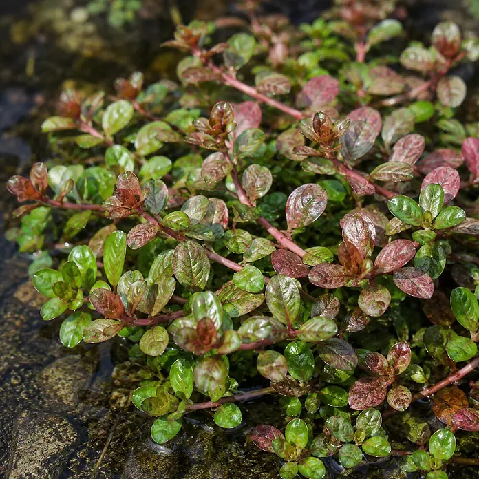 Piardino Indische Rotala - Rotala indica, Topfgröße: 9 cm - Üppige grüne und rötliche Wasserpflanzen mit kleinen Blättern und roten Stielen, teilweise im Wasser wachsend.
