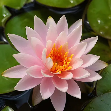 Piardino  Seerose