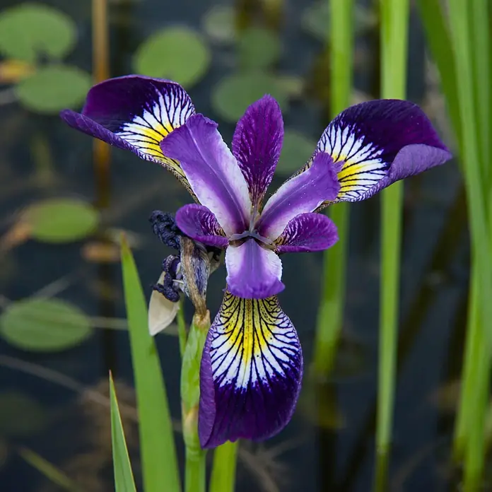 Piardino Schwertlilie - Iris versicolor, Topfgröße: 9 cm - Eine leuchtende lila Irisblüte mit gelben und weißen Zeichnungen, elegant am Wasser mit grünen Schilfblättern blühend.