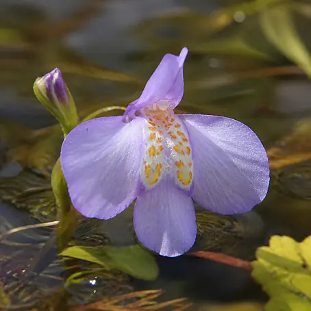 Piardino  Teppich-Mazus