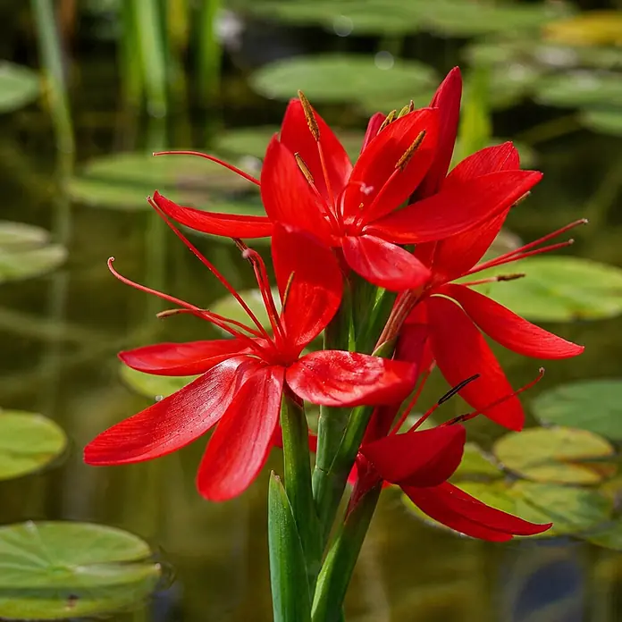 Piardino Kaffernlilie - Schizostylis coccinea Major, Topfgröße: 9 cm - Leuchtend rote Wasserblumen mit prominenten Staubblättern, blühend in einem Teich, umgeben von grünen Seerosenblättern.